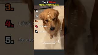 Golden Retrievers have exactly 2 brain cells 😭🐶