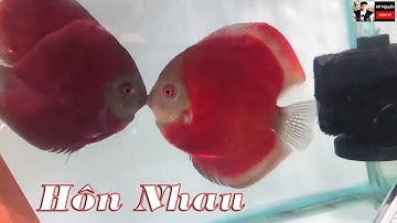 Cá Dĩa - Cá Đĩa (Symphysodon - discus)