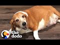 Woman Fosters A Very Pregnant Basset Hound | The Dodo Foster Diaries の動画、YouTube動画。