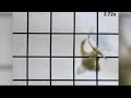 Science buzz  emory researchers create robotic fish