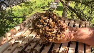 Most Have Never Seen This Before   Bees Balling A Queen To Protect Her by Yappy Beeman    196,334 views 1 year ago 5 minutes, 1 second