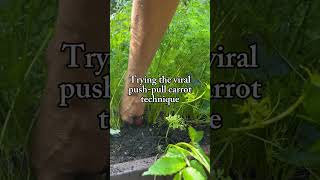 This method actually works! Push down and then pull up your carrots🥕#garden #carrots #harvest