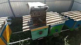 ПАСЕКА на РОЯХ # Apiary for swarms