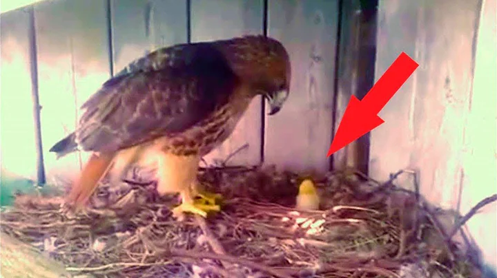 A farmer put a chicken egg into an eagle nest. This is how things turned out for the chick - DayDayNews