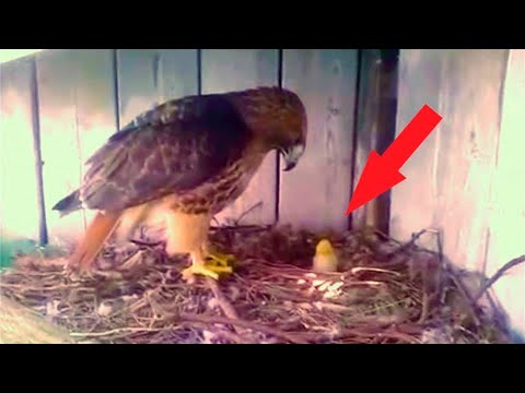 Video: Kan en kylling klekke et gåseegg?