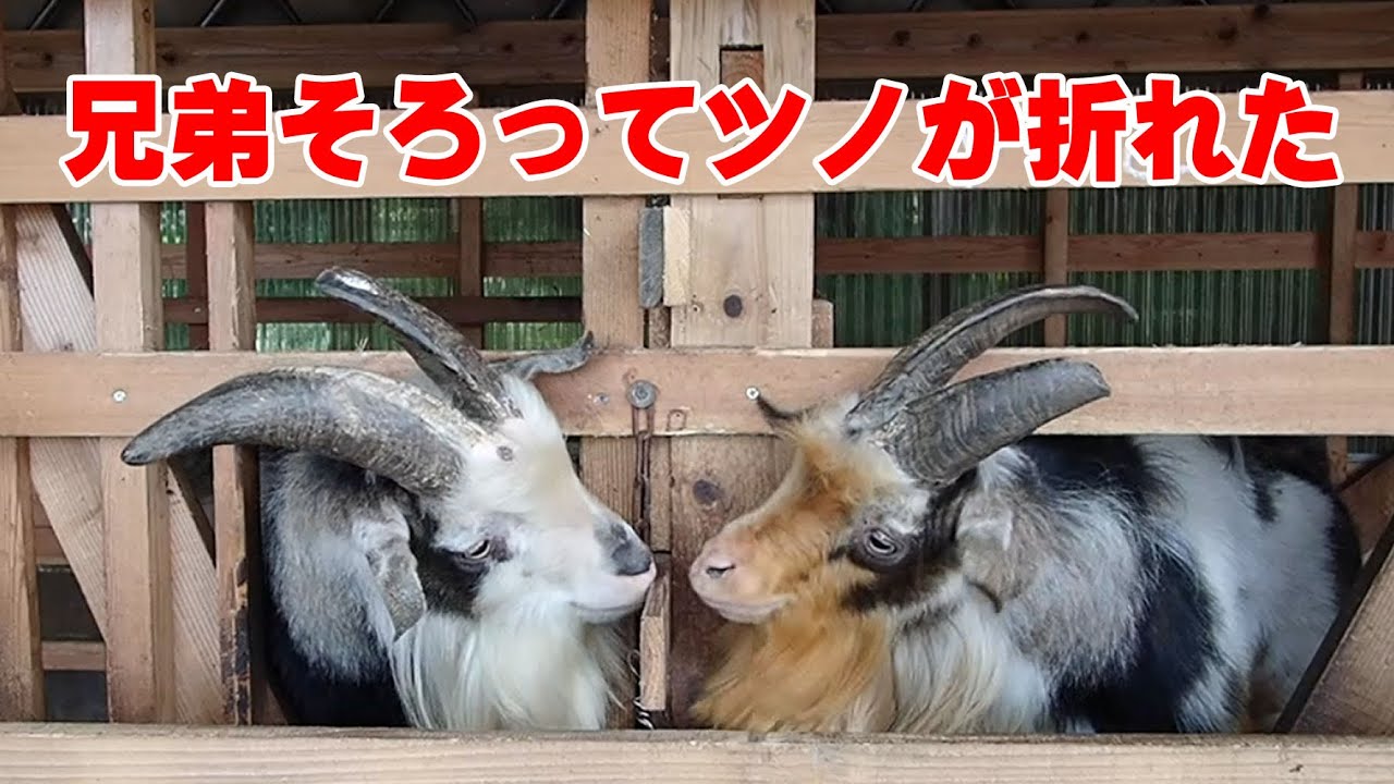兄弟そろってツノが折れたヤギ 21年8月9日 Goat Farm Youtube