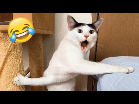 Видео: Самые смешные животные 