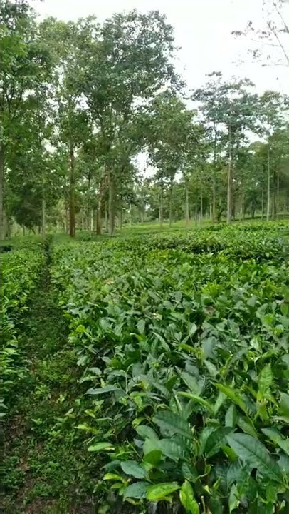 story wa suasana di kebun teh