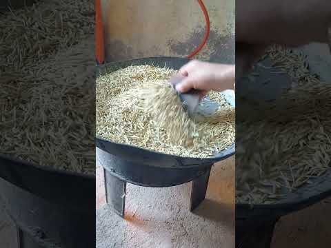 الشعير أو القمح تبارك الله 