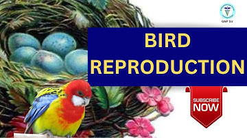 Unveiling the Secrets of Bird Reproduction: A Journey into the Avian World