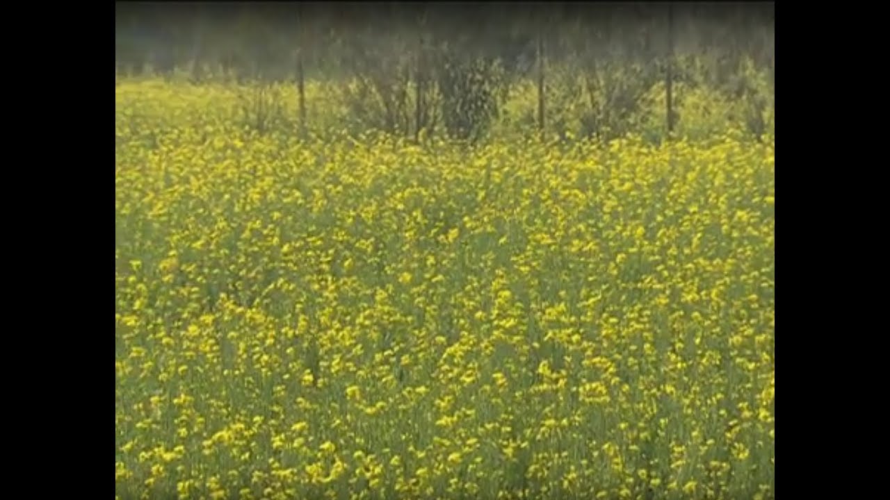 Gaon Kisan - सरसों की जैविक खेती खेती की नई तकनीक