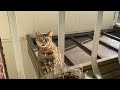 鳴いたりするから居留守がすぐバレる居候の猫