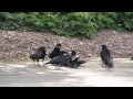 A murder of crow