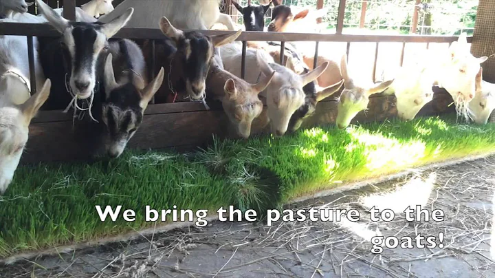 Hydroponic barley fodder brings the pasture to the animal.