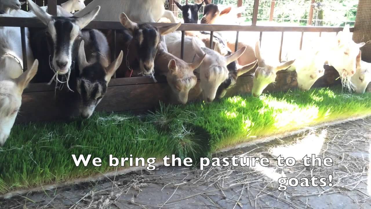Hydroponic Barley Fodder Brings The Pasture To The Animal Youtube