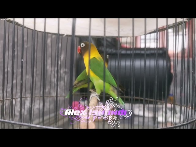 pancingan lovebird jantan josan kepala hitam|| cocok buat naikin birahi gaco an anda@alexisnandi7386 class=