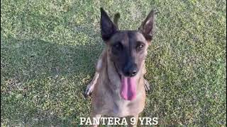 Malinois Pantera 9yrs old by Sit Means Sit Hawaii Dog Training 124 views 2 years ago 30 seconds