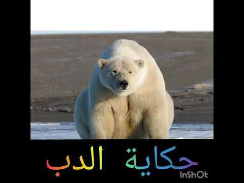 حكاية الدب منظومة عشرة الاخوان حكاية الدب رائعة