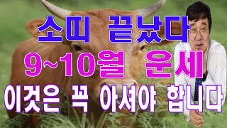 이것만 아시면 대박의 운이 들어오고 있는 소띠 9~10월의 운세