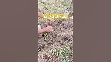 cùng anh em săn chuột đồng #shorts