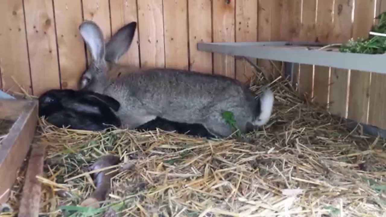 Lapin Geant Des Flandres Youtube