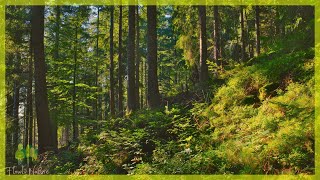 🌳 Relaxing Nature Sounds For Stress Relief, Bird Song, Forest Sounds