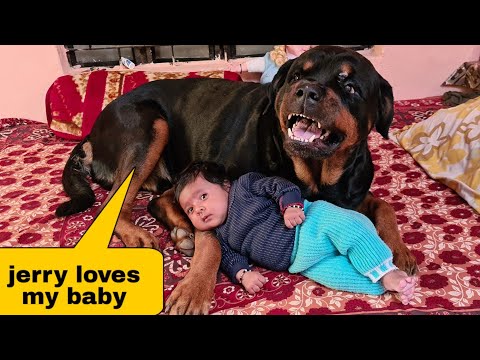 My dog ​​is very protective for my baby||cute dog videos.