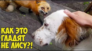 Alice the fox. When they stroke White, but the fox wants to be stroked. Funny moments.