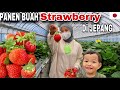 PANEN BUAH STRAWBERRY DI PERKEBUNAN JEPANG | KARUIZAWA GARDENPARK NAGANO . TIKATAKI VLOG