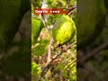 Guava tree 🌳