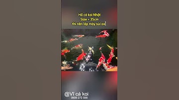 Có cần lắp máy sủi oxy cho hồ cá koi koi hay không ? #hocakoi #hokoi #shorts #short #cakoi #koi