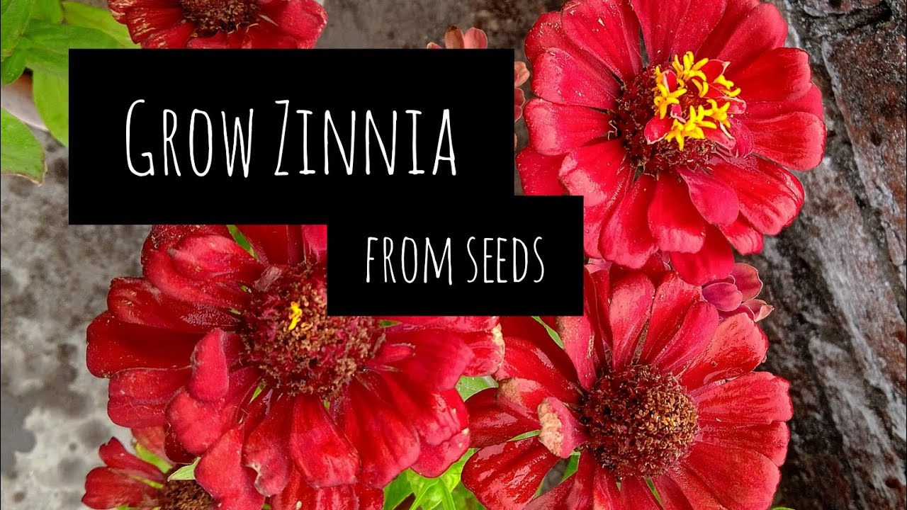 Grow Zinnia from seeds How to grow Zinnia flower and collect seeds