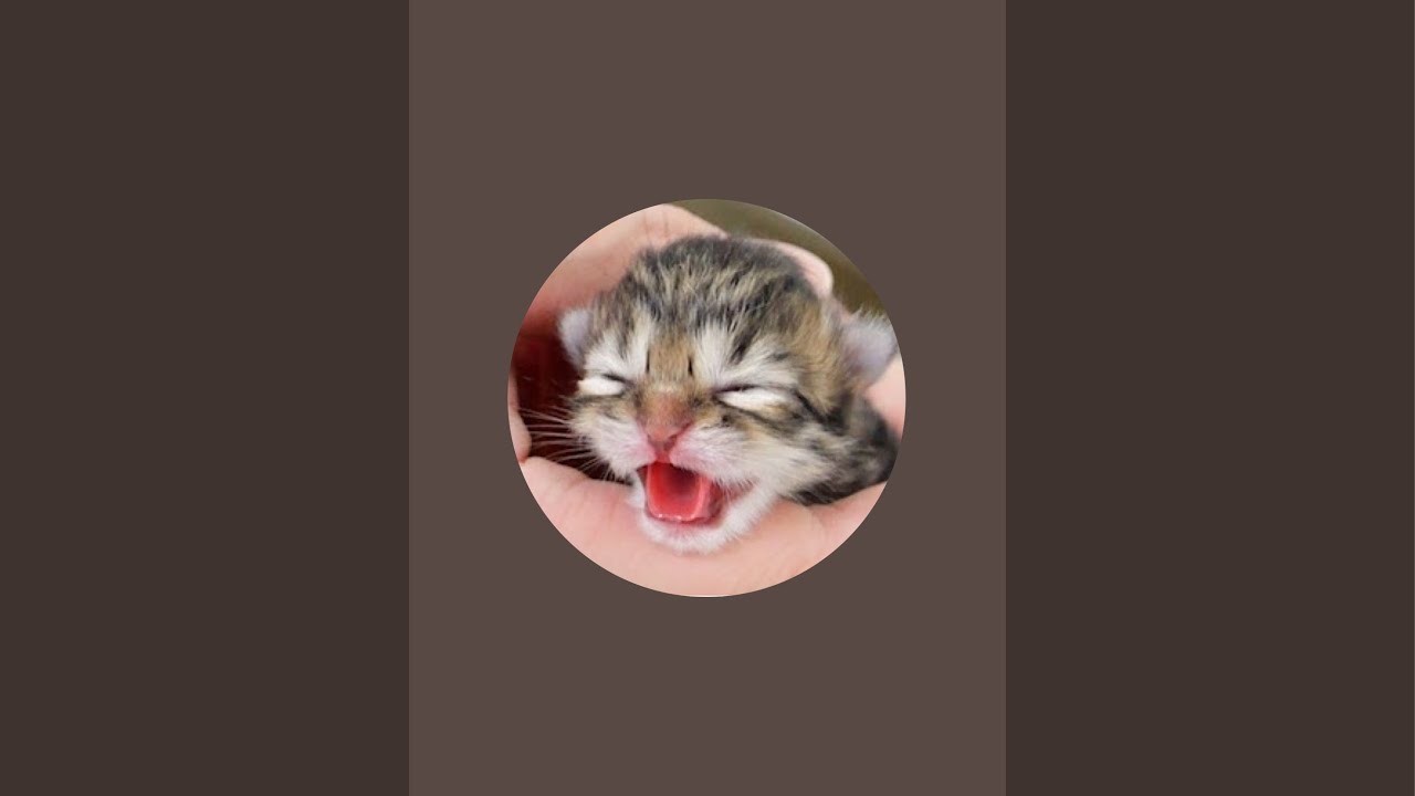 Kitten Class がライブ配信中！ - YouTube