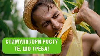 Мікродобрива для кукурудзи | Cтимулятор росту для кукурудзи