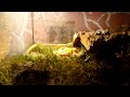 Schmuckhornfrosch frisst eine Heuschrecke 🐸🦗 | 🐢 Viking Turtle Olaf & Friends