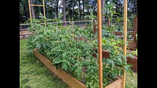 CHEAP and EASY tomato trellis tutorial | Maximize your garden space. Grow vertically!