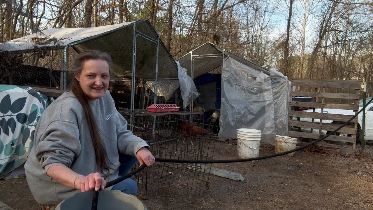Moms 👀 down at her animals are taking care of!#homestead #germanshepherd #chickens # dogs 