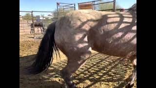 Full Devils Garden Mustang 5yr [Session 1] News