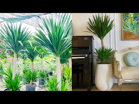 Video: Cây Ngô Là Gì - Mẹo Trồng Cây Bắp Dracaena