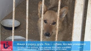 Візьми в родину друга. Ліса — собака, яка вміє усміхатися Візьми в родину друга. Ліса — собака, яка вміє усміхатися