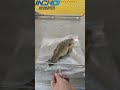 Ultra-high speed freezing sleep machine