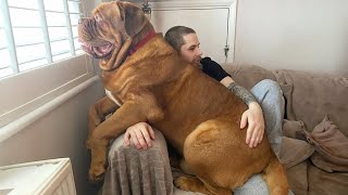 When Your Big Dog Thinks He's a Baby | Funny Dog and Human Videos