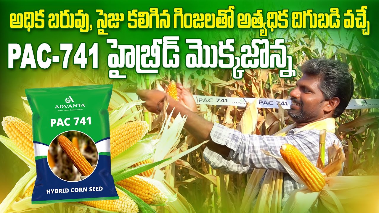 అధిక గింజ కలిగిన PAC - 741 మొక్క జొన్న | Advanta PAC 741 Maize Seeds | AgriTech Telugu