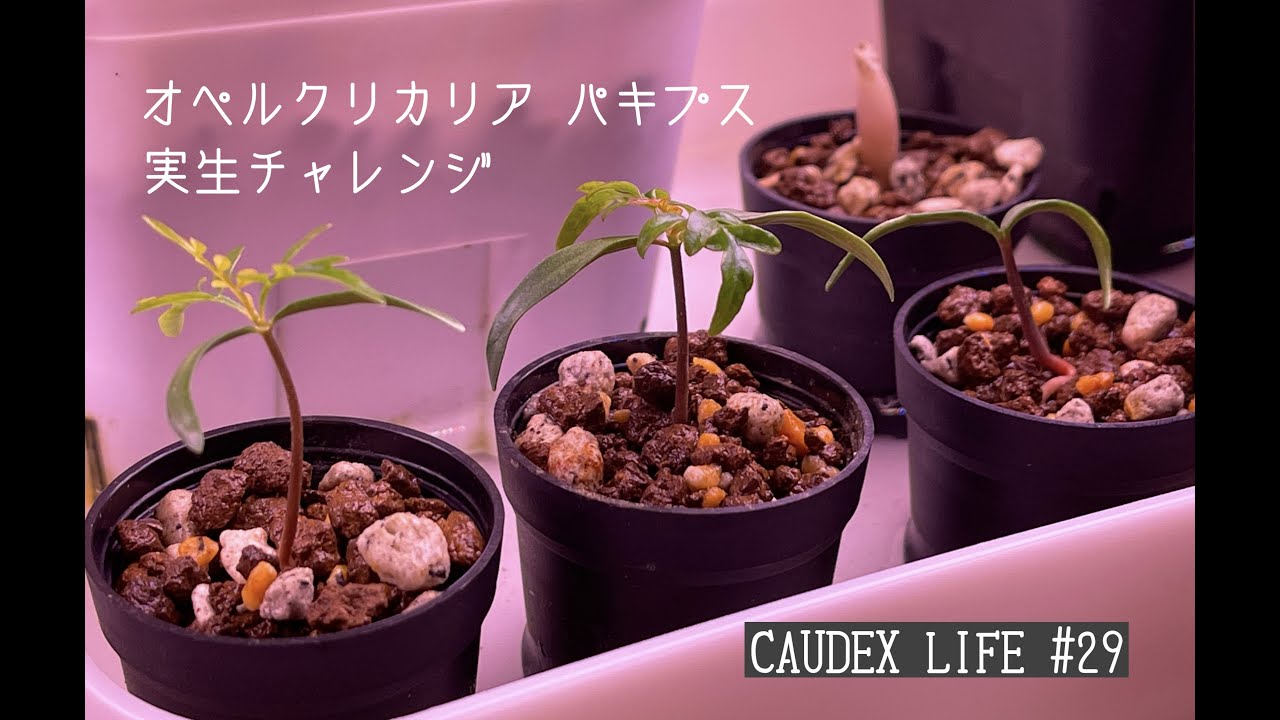 【CAUDEX LIFE#29】オペルクリカリア パキプス実生チャレンジ