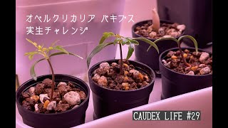 【CAUDEX LIFE#29】オペルクリカリア パキプス実生チャレンジ