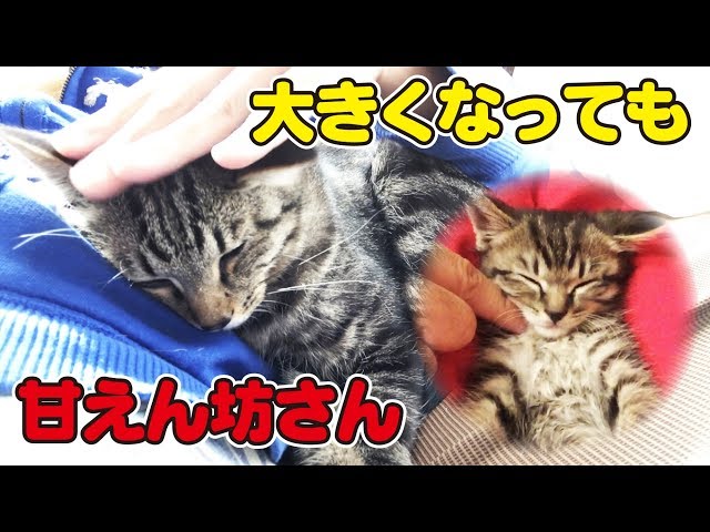 今も昔もひっついてきて離れない甘えん坊な猫さん！