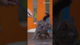 Why don't you know that #cat #CatTraining #KittyJump #FelineFun #PetEducation #CatsOfYouTube