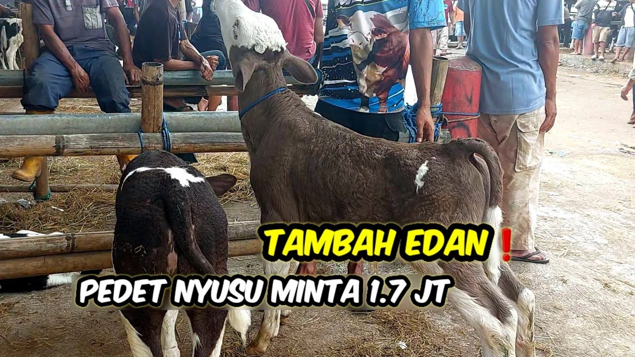 1.7 JT PEDET NYUSU BUKA HARGA❗️PASAR SAPI BOYOLALI