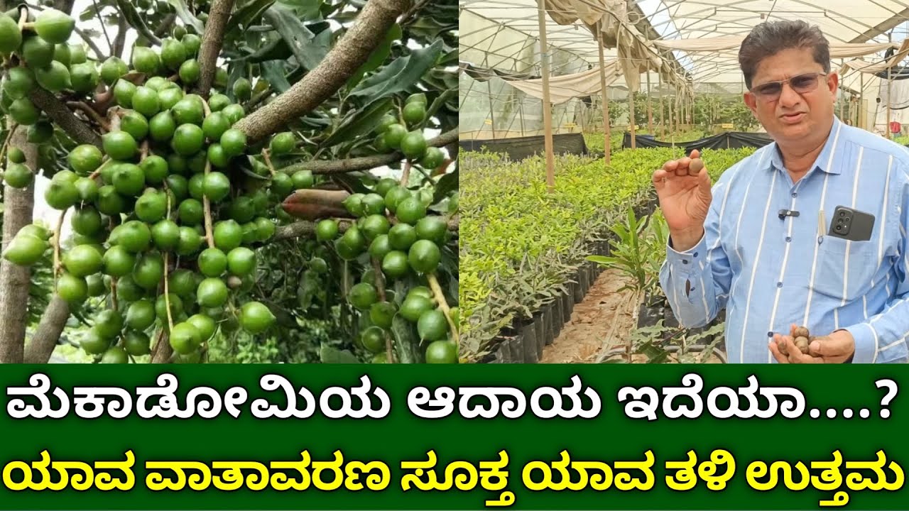 ಮೆಕಾಡೋಮಿಯ ಆದಾಯ ಇದೆಯಾ | ಯಾವ ವಾತಾವರಣ ಸೂಕ್ತ ಯಾವ ತಳಿ ಉತ್ತಮ | macadamia nuts farming in kannada