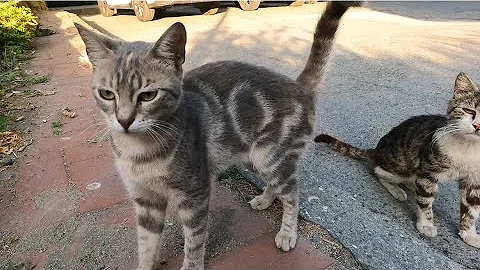 Watch the video about What a cute kitten. I bring food to feed the cat every day.#cute #catvideos #kitten #****